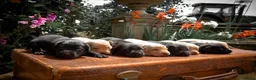 Labrador Retriever dogs for sale: Beautiful Yellow and Black KC Puppys - Advert 5