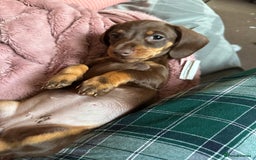 Miniature Dachshund dogs for sale: Female 9 weeks old  - Image 4