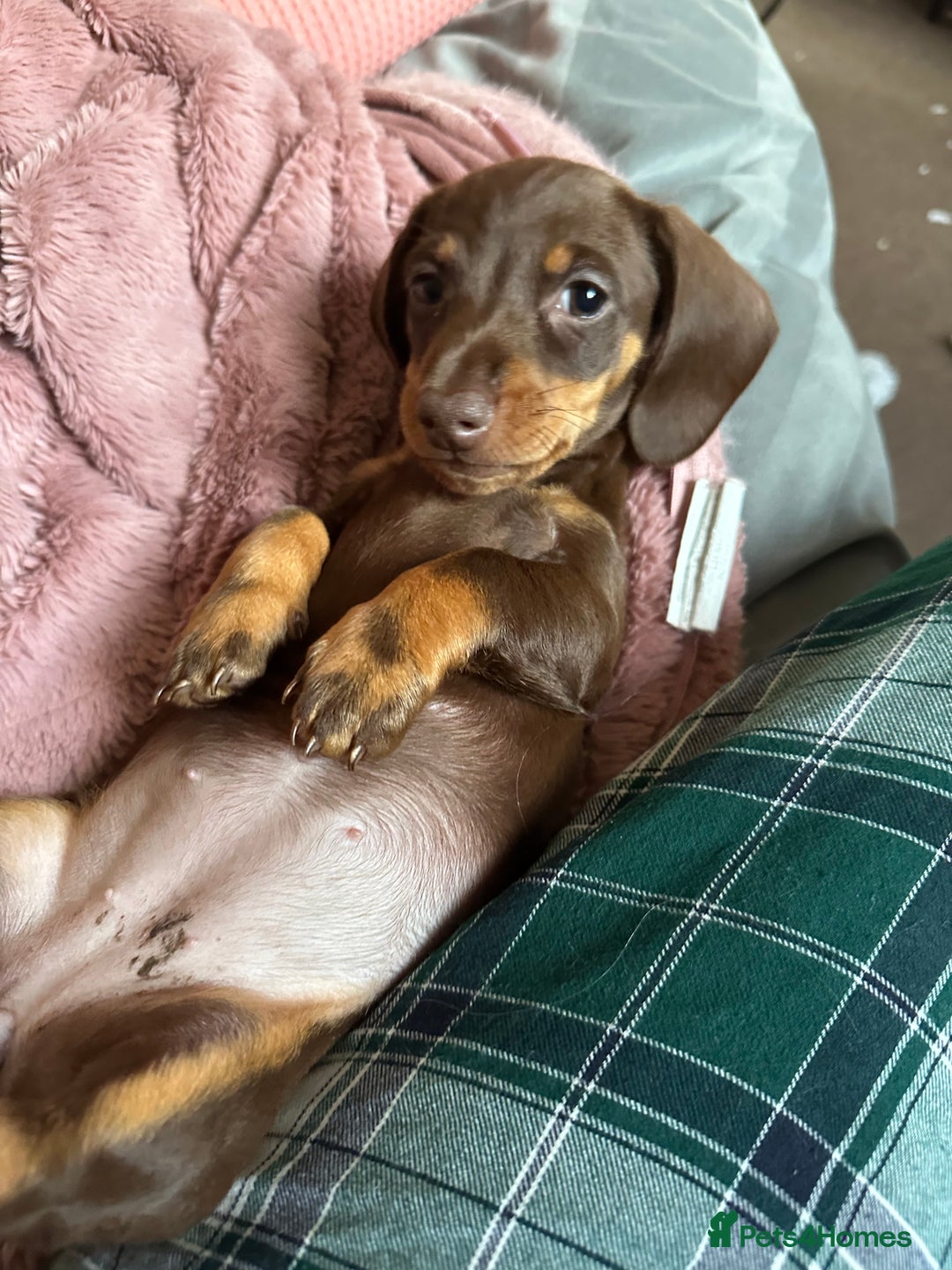 Miniature Dachshund dogs for sale: Female 9 weeks old  - Image 4