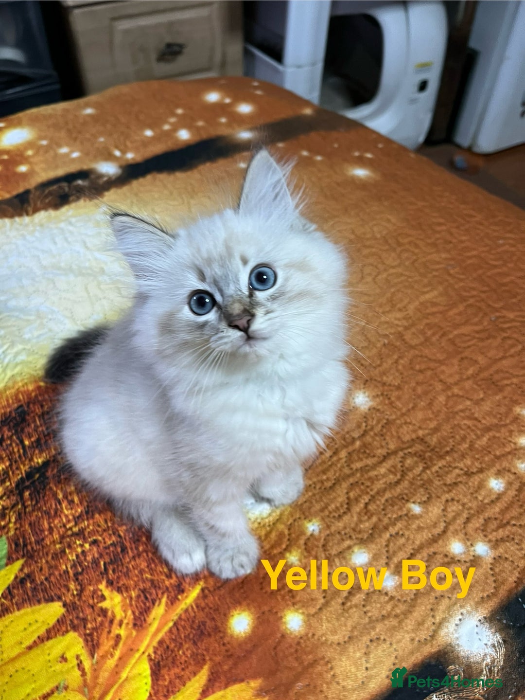 Ragdoll cats for sale: ❗️❤️5 Incredibly Beautiful Ragdoll Kittens❤️🐈  - Image 16