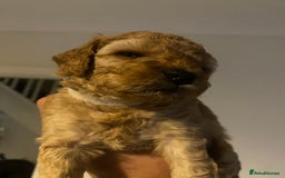 Cavapoo dogs for sale: Cavapoo puppy’s  - Image 4