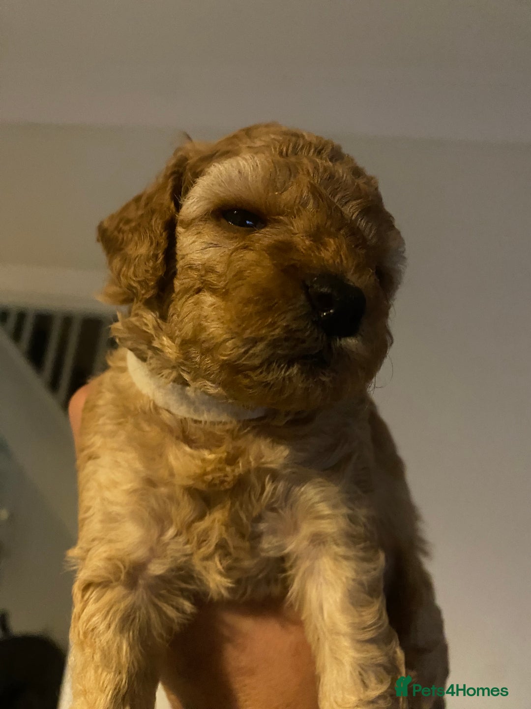 Cavapoo dogs for sale: Cavapoo puppy’s  - Image 4