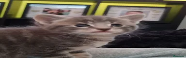 Maine Coon 1