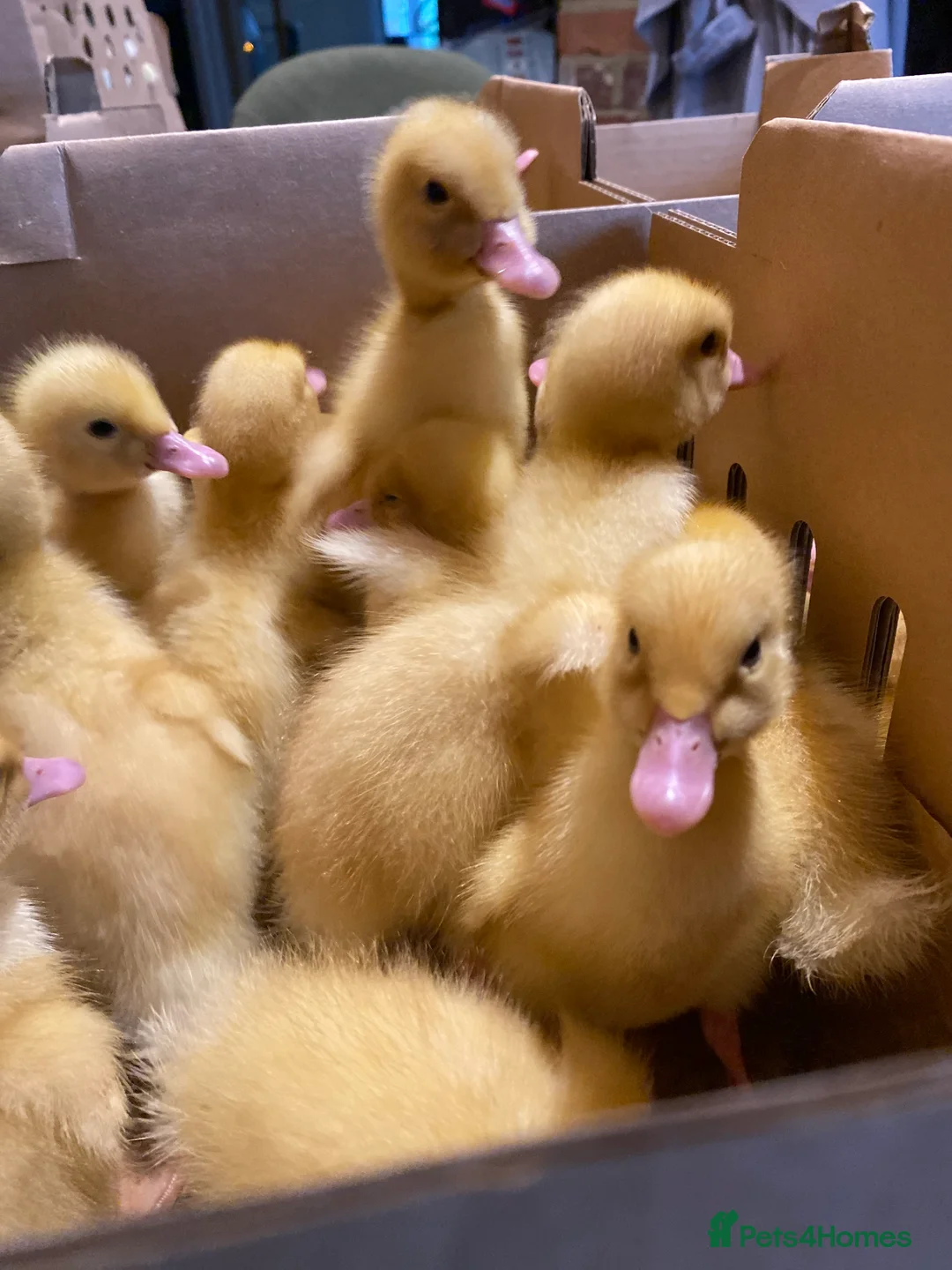 Ducks poultry for sale: Ducklings - White Female Layer Ducks - Advert 8