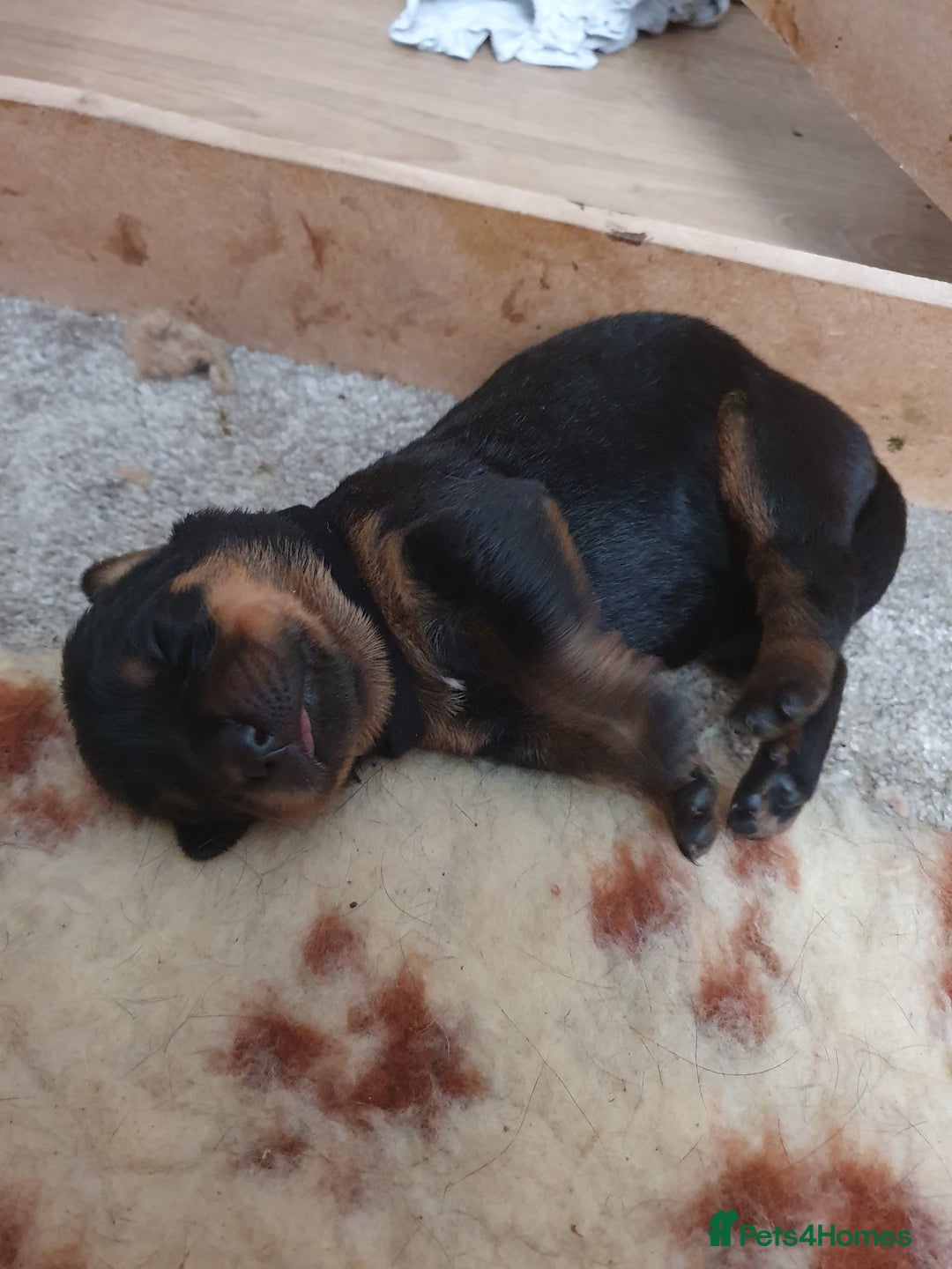 Rottweiler dogs for sale: Old fashioned big rottweiler pups  - Image 6