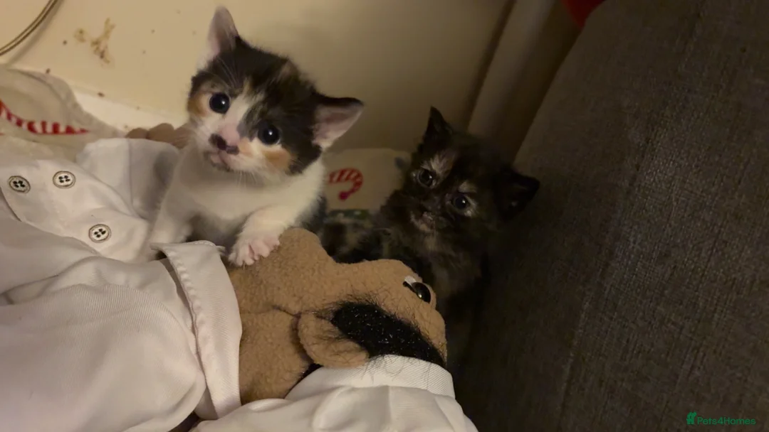 Mixed Breed cats for sale: Beautiful little kittens in Crowborough - Advert 2