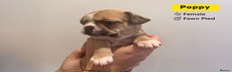 French Bulldog dogs for sale: Stunning KC Registered French Bulldog Puppies - Advert 1