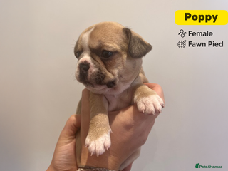 French Bulldog dogs Stunning KC Registered French Bulldog Puppies - Advert 1