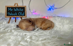 Cockapoo dogs for sale: Gorgeous Tiny Cockapoo mix:Asian Poodle & cockapoo - Image 2