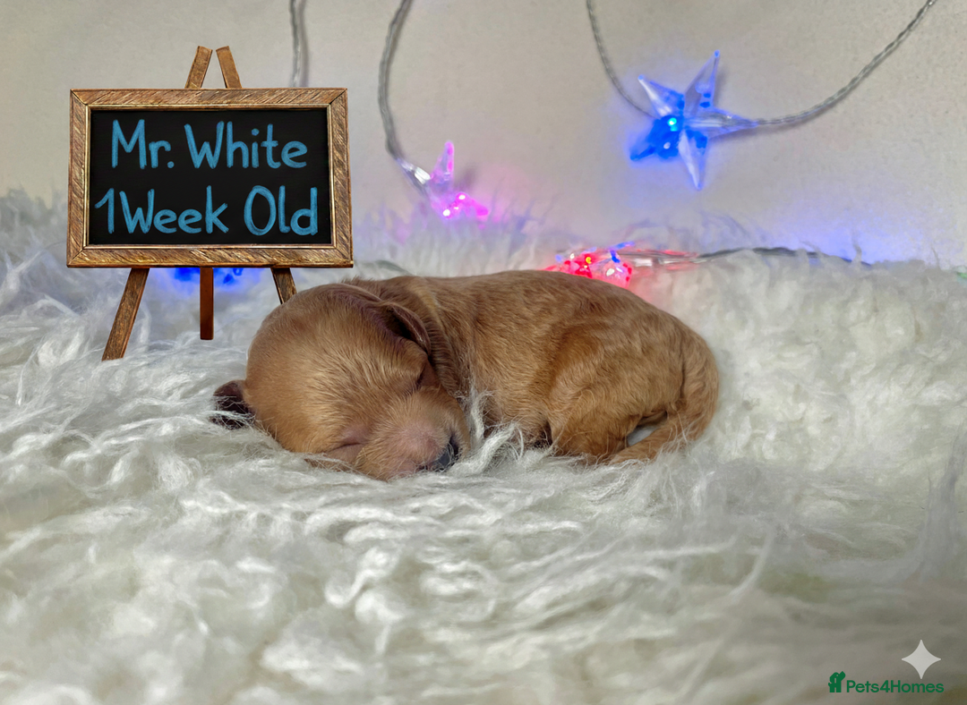 Cockapoo dogs for sale: Gorgeous Tiny Cockapoo mix:Asian Poodle & cockapoo - Image 2