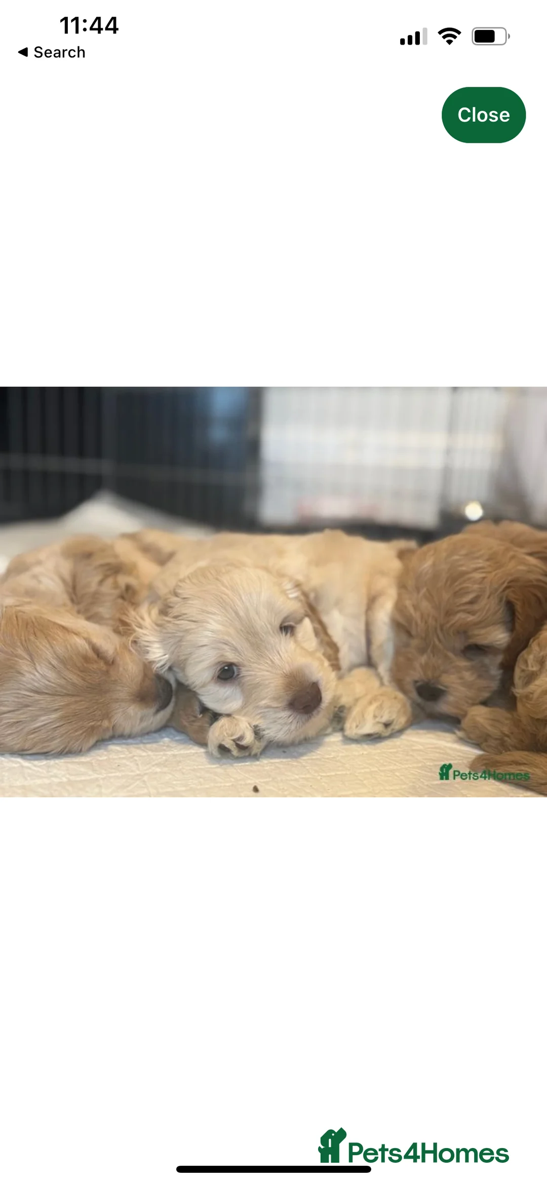 Cockapoo dogs for stud: Beautiful apricot cockapoo for stud in Hartlepool - Advert 20