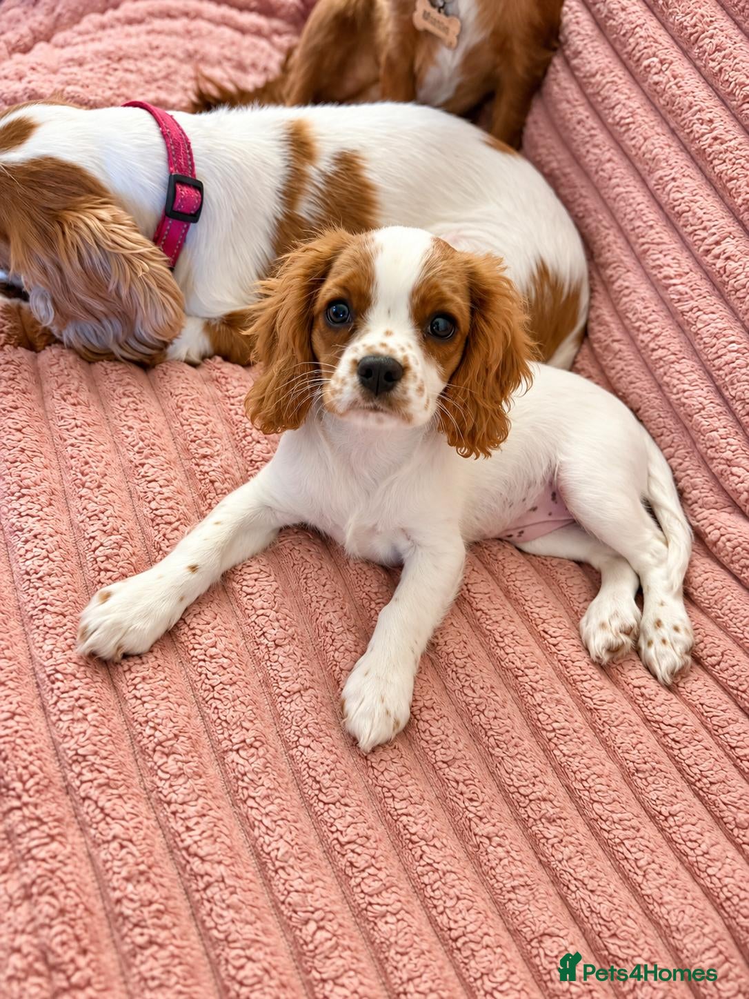 Cavalier King Charles Spaniel dogs DNA Tested Cavalier King Charles Puppy Bleinham - Advert 1