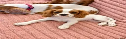 Cavalier King Charles Spaniel dogs for sale: DNA Tested Cavalier King Charles Puppy Bleinham - Advert 7