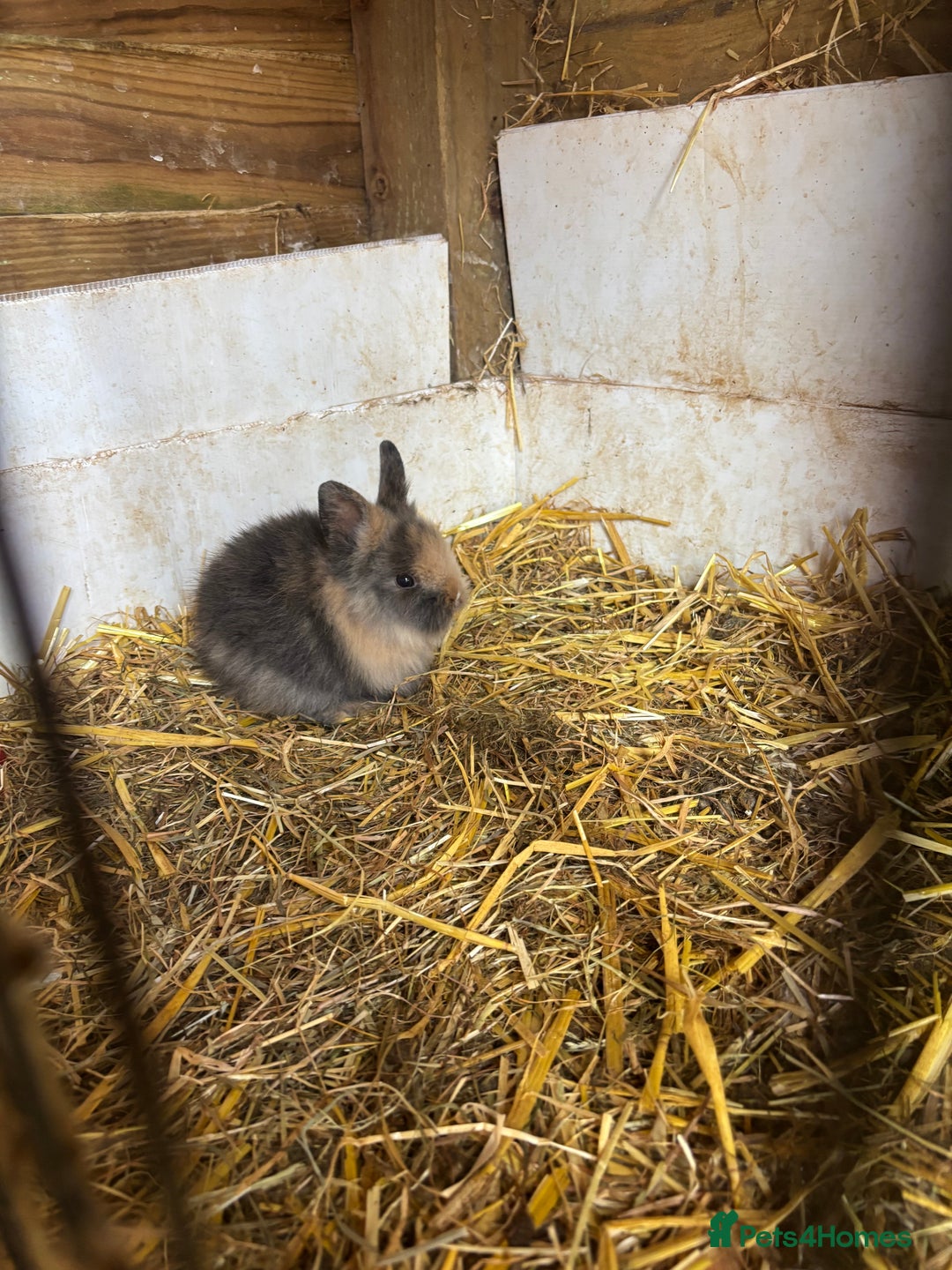 Lionhead rabbits for sale: Beautiful lion head bunnies - Image 4