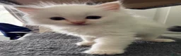 Ragdoll cats for sale: Beautiful Pedigree Ragdoll Kittens  - Advert 12