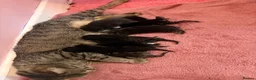 Mixed Breed cats for sale: Litter of 7 kittens  - Advert 21
