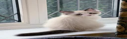 Ragdoll cats for sale: Stunning Ragdoll Kitten in London - Advert 10