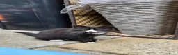British Longhair cats for sale: 3 Beautiful Black Kittens  - Advert 5