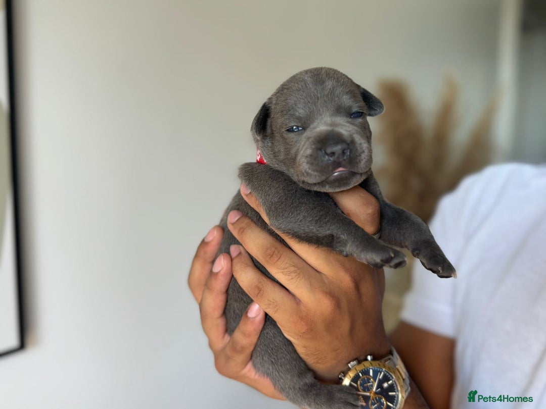 Staffordshire Bull Terrier dogs for sale: 😍😍 BEAUTIFUL & CHUNKY BLUES💙 - Image 9