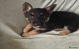 German Shepherd dogs for sale: *Ready Now* Pure Bred German Shepherd Pups - Image 18