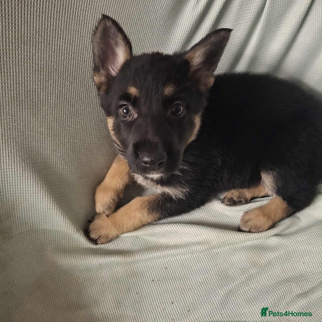 German Shepherd dogs for sale: *Ready Now* Pure Bred German Shepherd Pups - Image 18