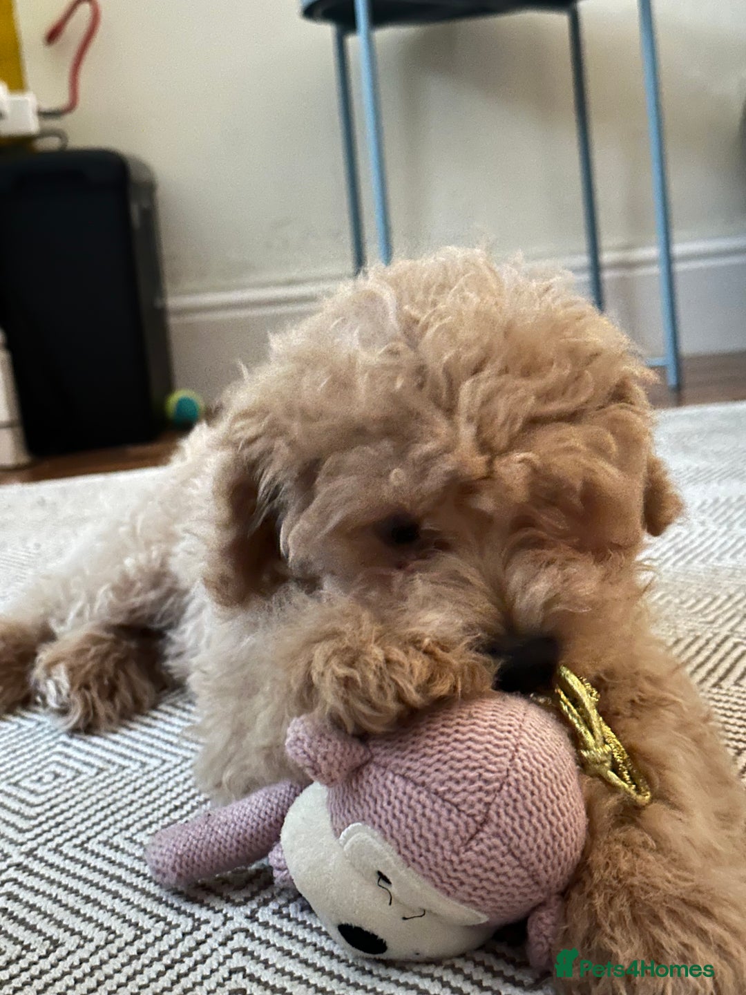 Maltipoo dogs for sale: Stunning 3-Month-Old Maltipoo Puppy - Advert 10