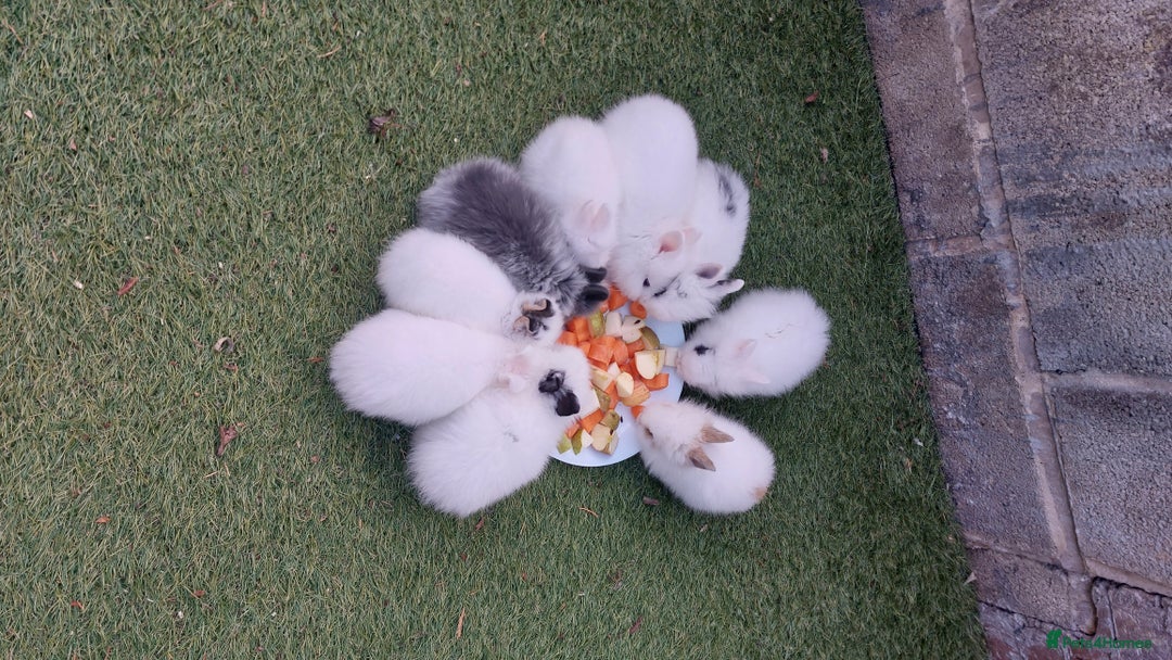 Lionhead rabbits for sale: Wonderful bunnies 07405173733  - Image 4