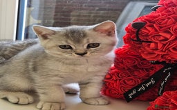 British Shorthair cats for sale: British shothair kittens  - Image 23