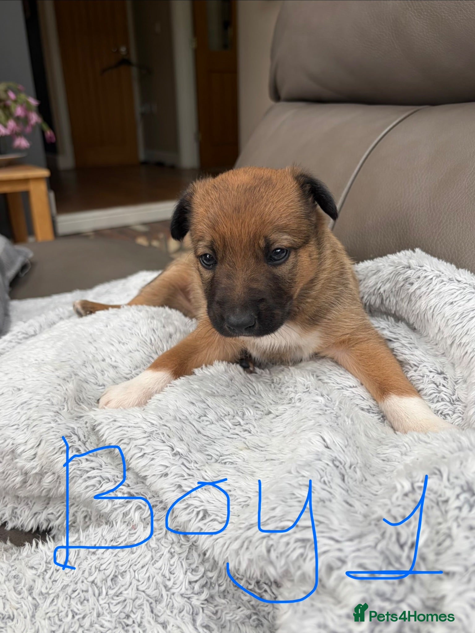 Mixed Breed dogs Stunning Tri coloured pup - left 💙 - Advert 1