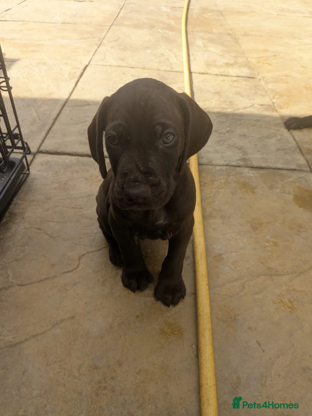 German Shorthaired Pointer dogs for sale: Beautiful German short haired pointer puppy's  - Advert 2