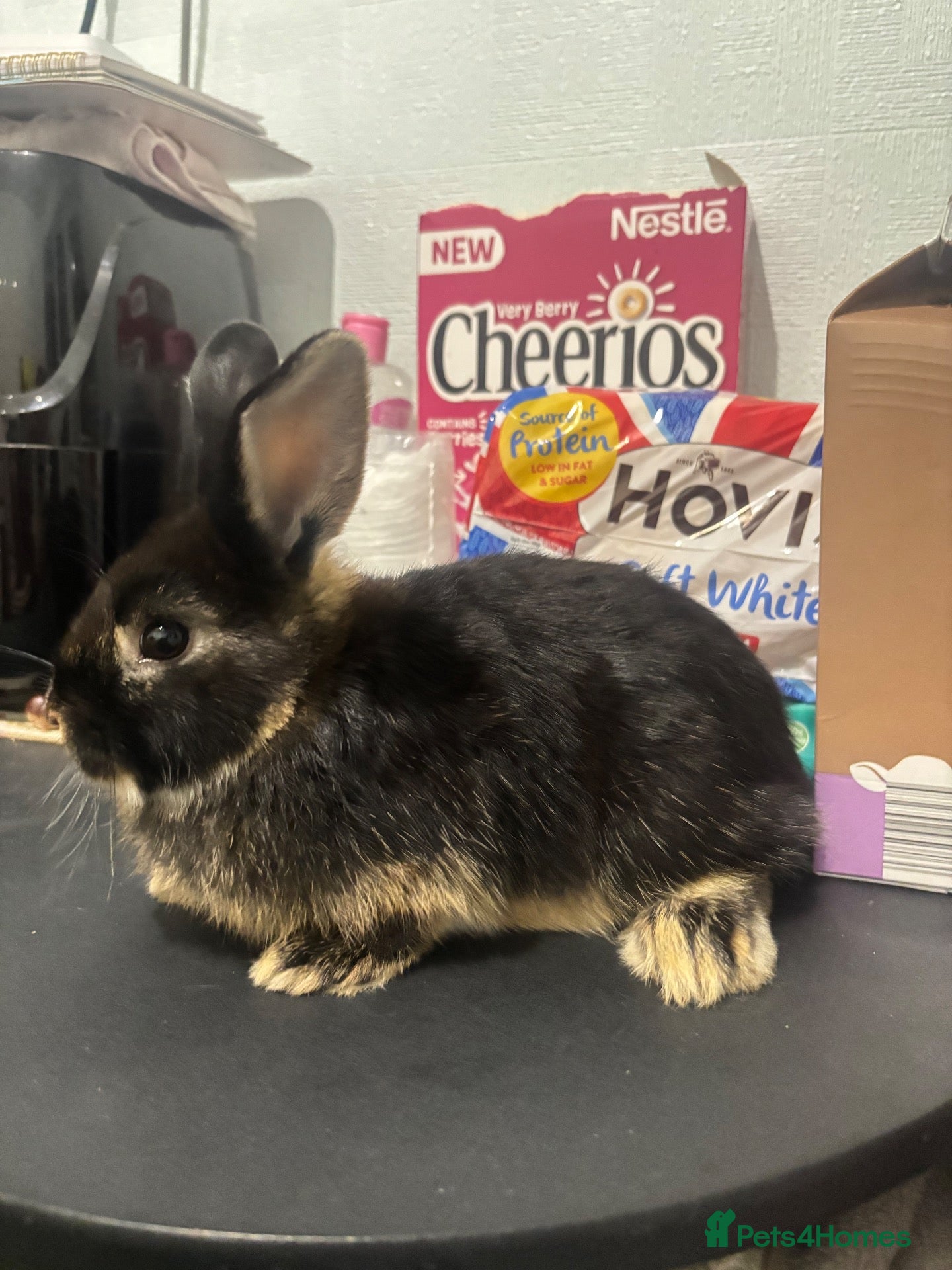 Mixed Breed rabbits 4 mini lop cross 3 female 1 male - Advert 1