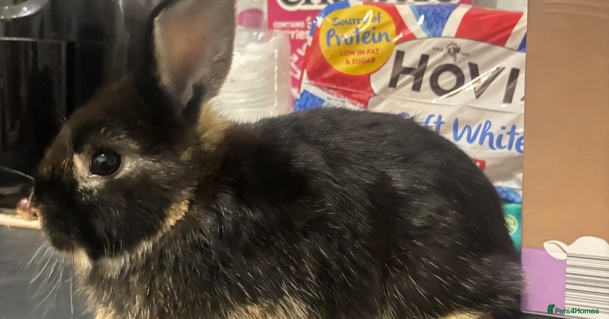 Nevada Rabbits Lop Rabbits for Sale for sale | Pets4Homes