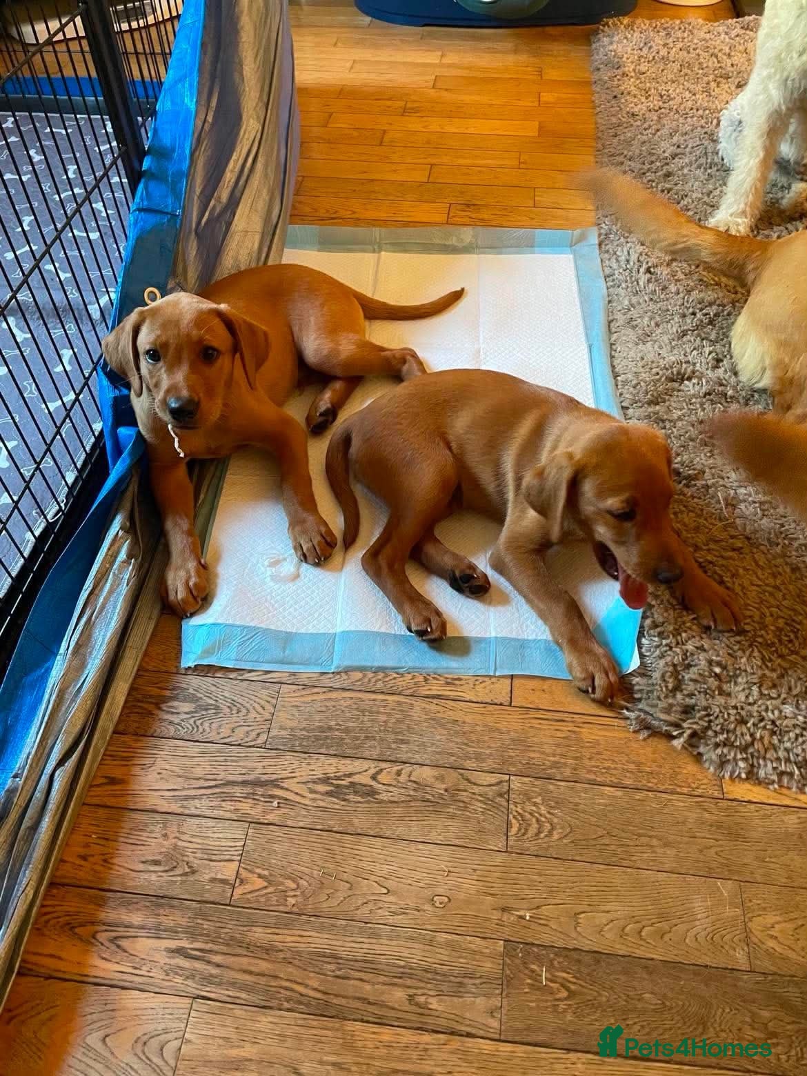 Labrador Retriever dogs STUNNING KC REG FOX RED LABRADOR PUPPIES - Advert 2
