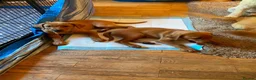 Labrador Retriever dogs for sale: STUNNING KC REG FOX RED LABRADOR PUPPIES - Advert 3