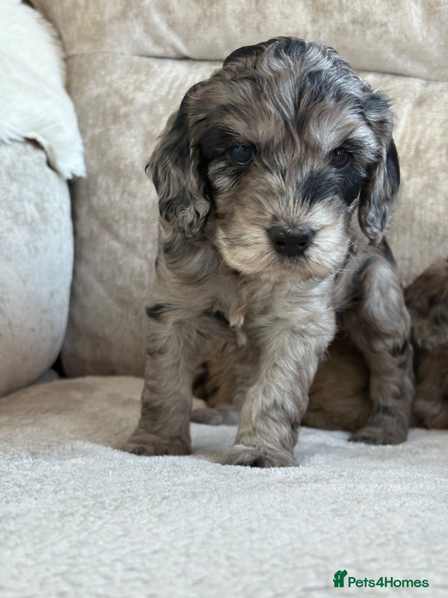 Cockapoo dogs Stunning f1 cockapoo puppies 🐶  - Advert 2