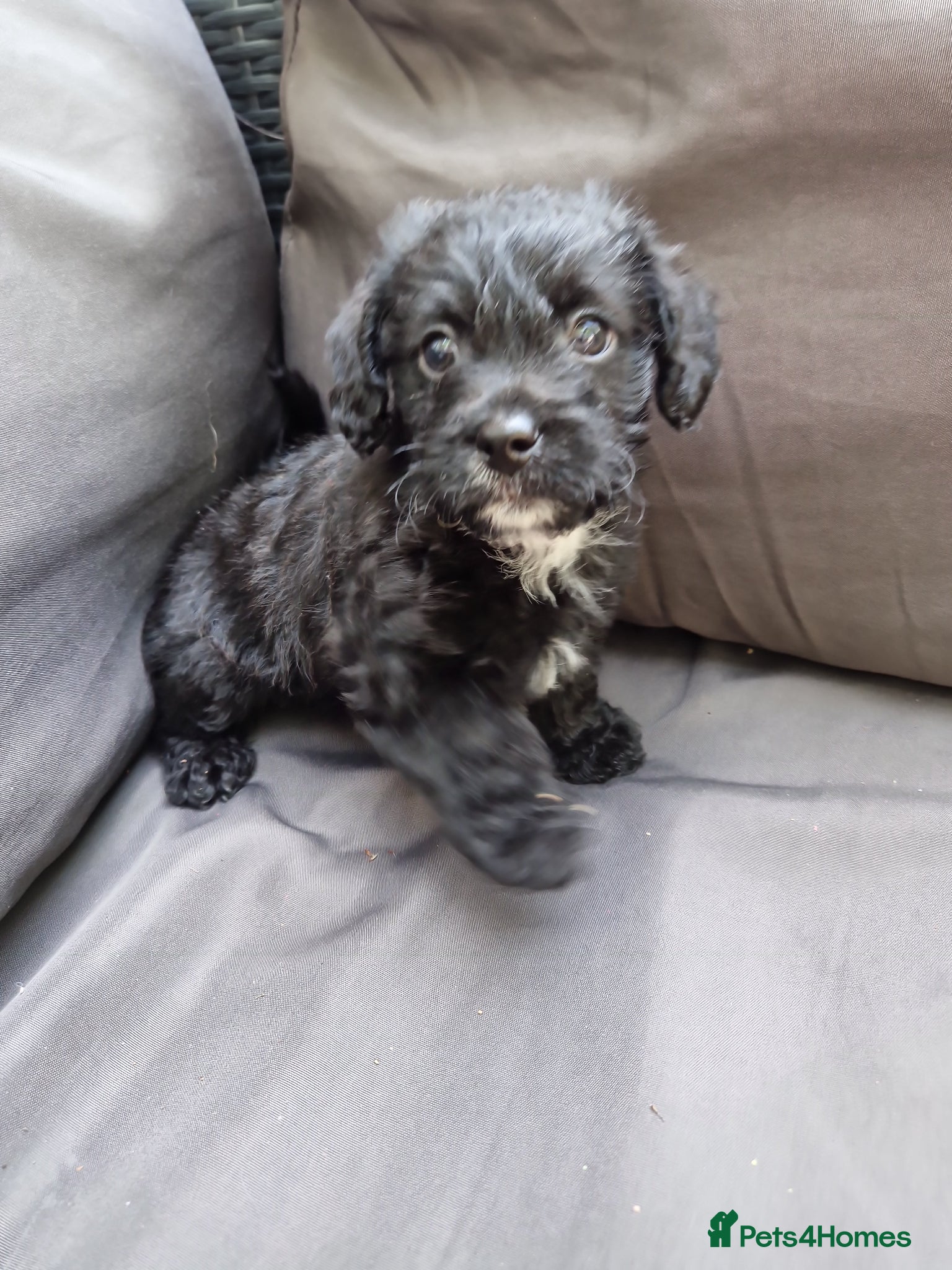 Mixed Breed dogs for sale: Miniature poodle cross Jorkie puppies for sale  - Advert 1