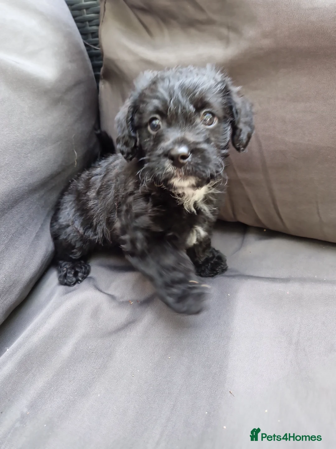 Mixed Breed dogs for sale: Miniature poodle cross puppies for sale  - Advert 1