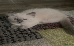 Ragdoll cats for sale: Gccf registered 3 boys left can deliver  - Image 10