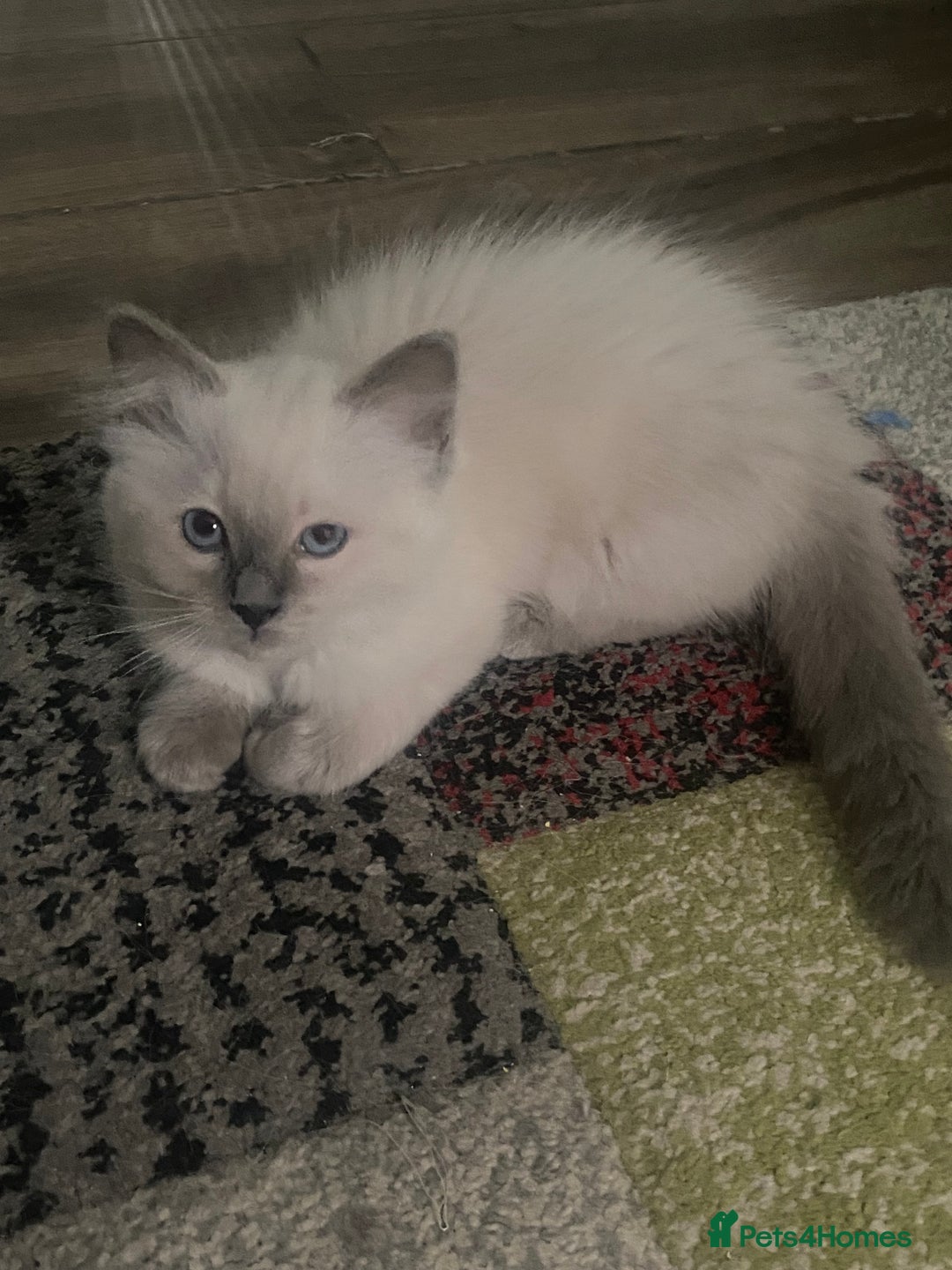 Ragdoll cats for sale: Gccf registered 3 boys left can deliver  - Image 10