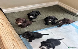 Sprocker dogs for sale: Sprocker spaniels F1 Ready 2nd October - Image 1