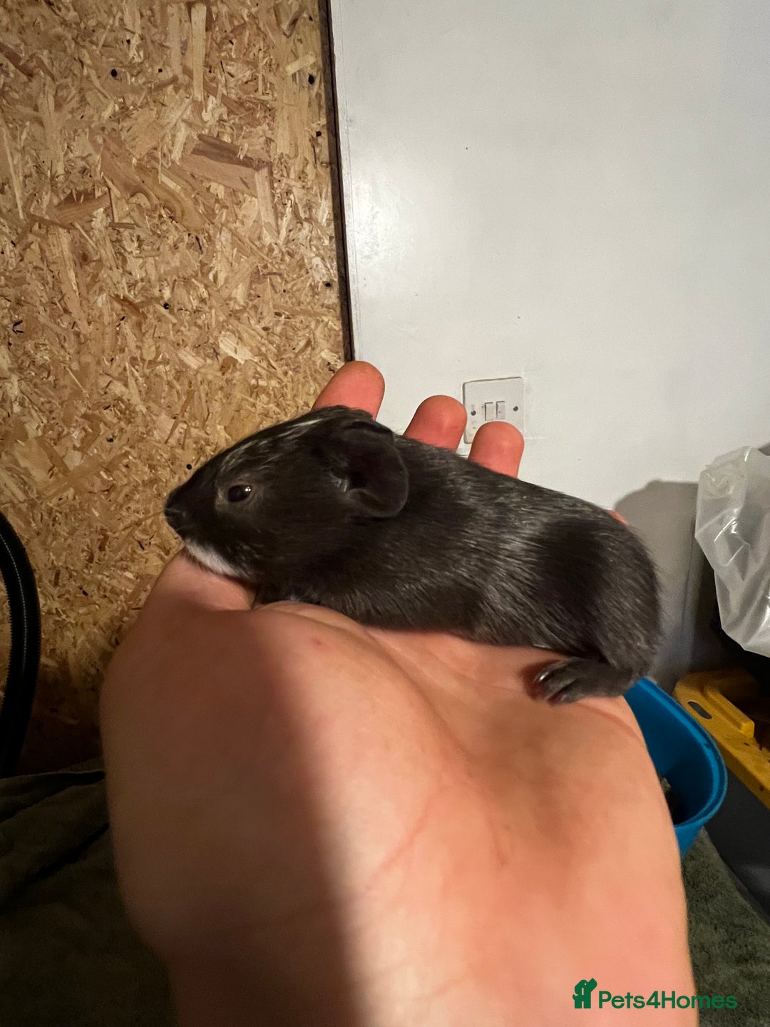 Guinea Pig rodents for sale: Baby guinea pigs  - Advert 5