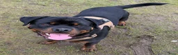 Rottweiler dogs for sale: Rottweiler age 11 months male - Advert 3