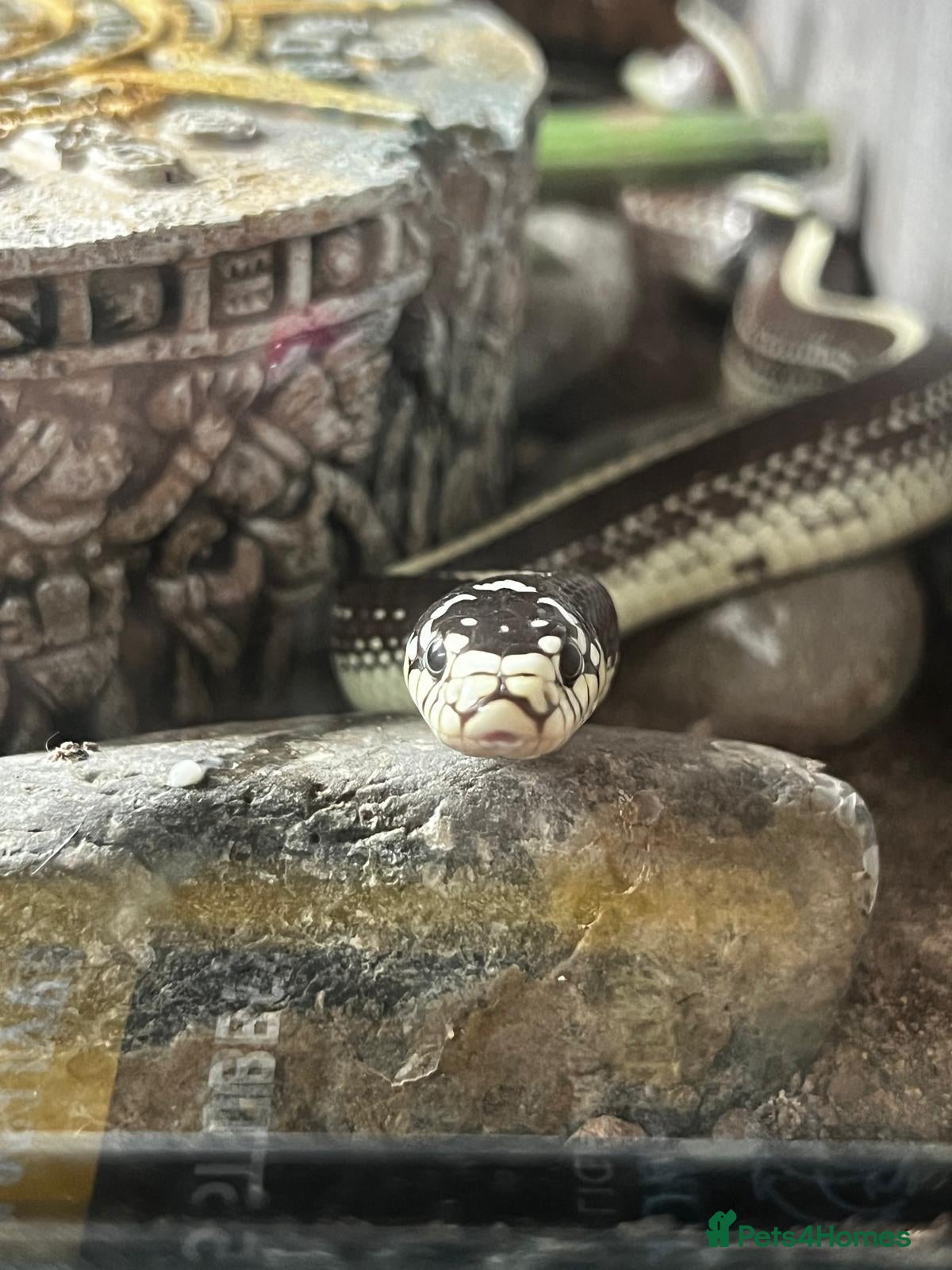 King Snake reptiles California king snake for rehome  - Advert 5