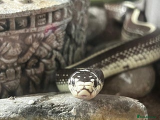 King Snake reptiles California king snake for rehome - Advert 14
