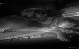 Cane Corso dogs for sale: Female cc - Image 4