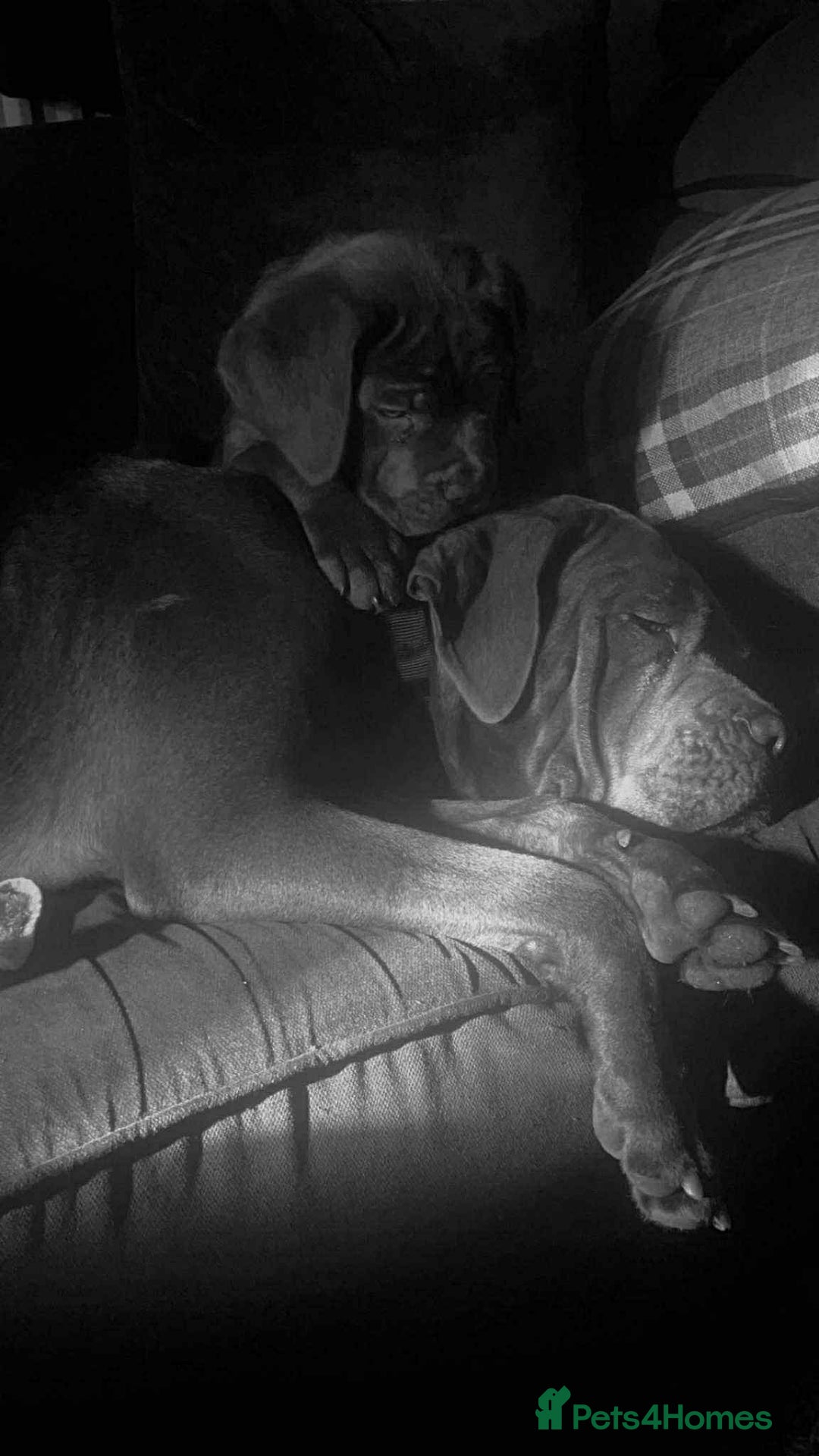 Cane Corso dogs for sale: Female cc - Image 4