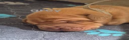 Dogue De Bordeaux dogs for sale: KC Registered Dogue de Bordeaux Puppies-Champion  - Advert 36