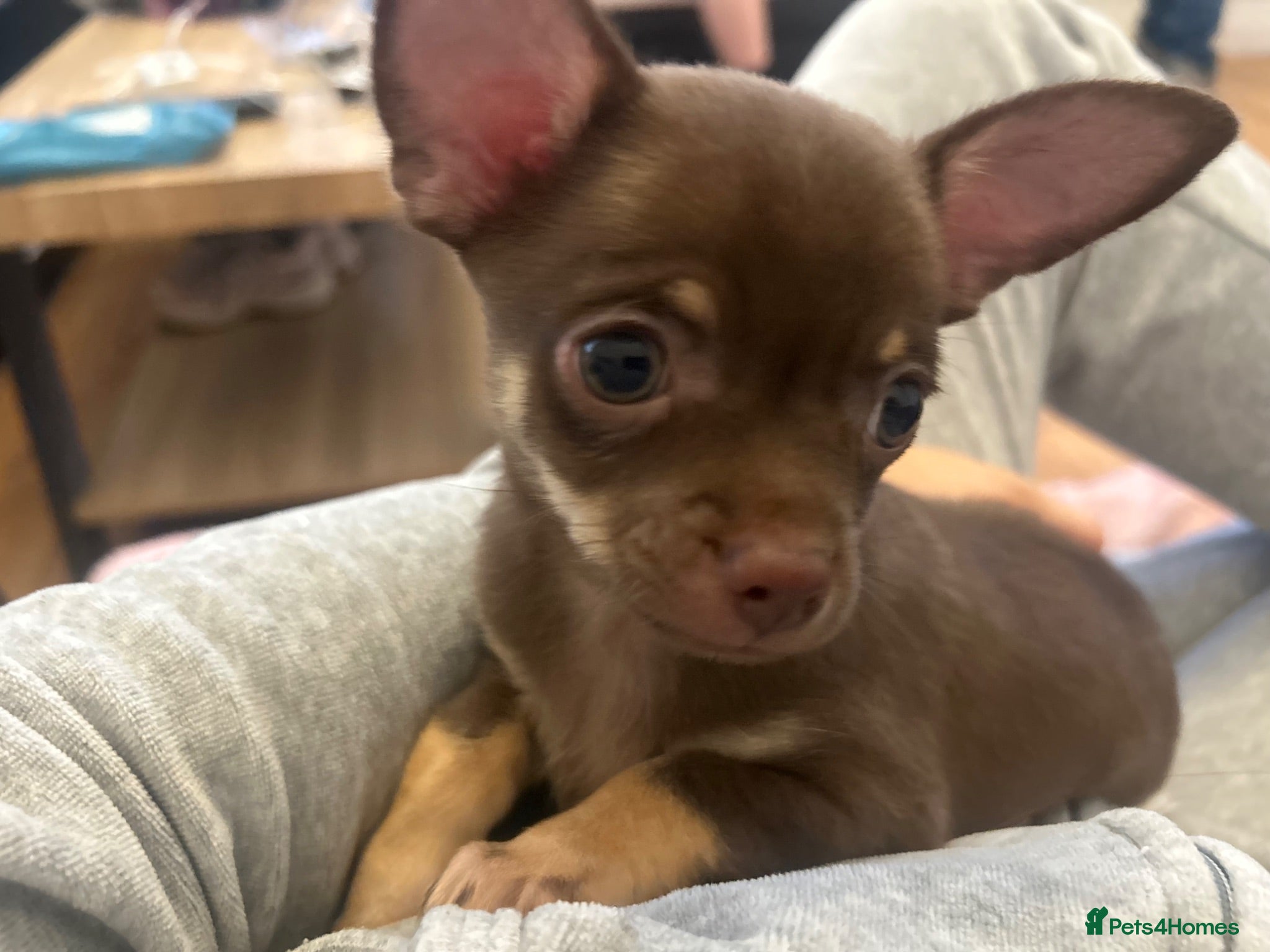 Chihuahua dogs Ready now!🤎 Chocolate boy🤎 £1500 no deposit  - Advert 3