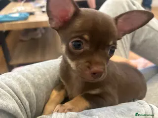 Chihuahua dogs Ready now!🤎 Chocolate boy🤎 £1500 no deposit - Advert 13