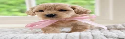 Mixed Breed dogs for sale: Stunning Shichon-poo teddies - Advert 29
